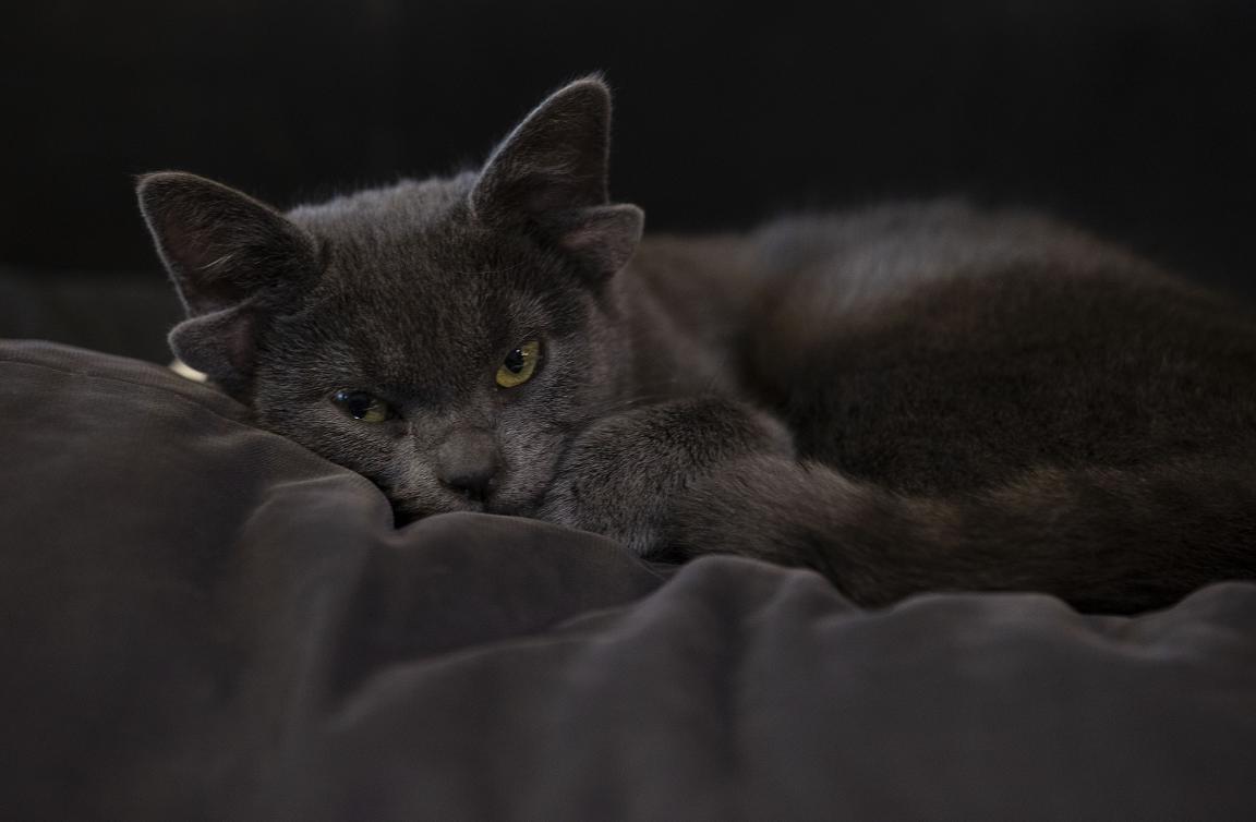 耳内有耳！土耳其一猫咪天生四只耳朵走红网络