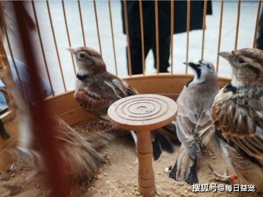 男子家中养了4只宠物鸟，竟都是国家保护动物，宠物不能随便养