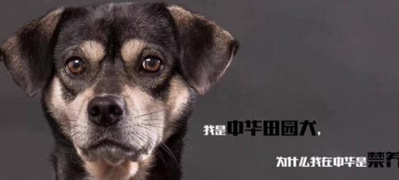 你愿意为中华田园犬“伸冤”吗？