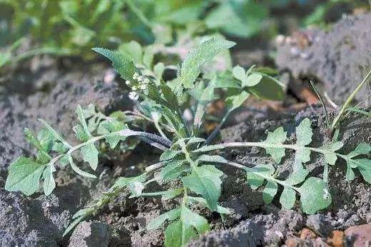 时绕麦田求野荠