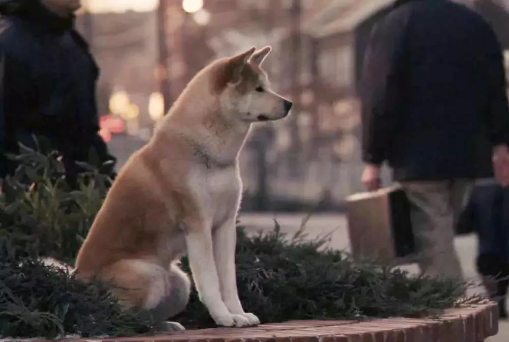 催泪电影《忠犬八公的故事》：用一生的等待诠释爱的含义