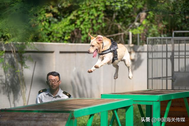 “汪汪队”来了