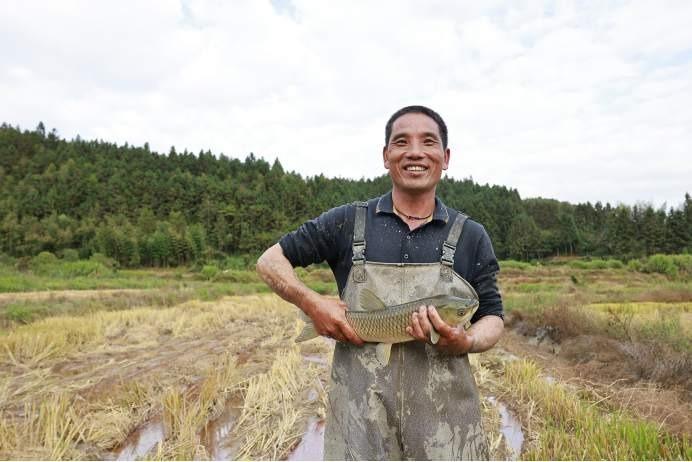 南平顺昌：稻田养鱼，走出一条乡村致富路