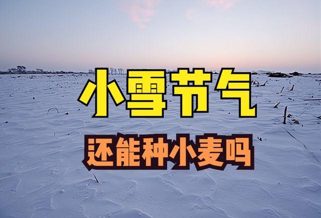 俗语“小雪不分股，大雪不出土”，今日小雪，还能播种小麦吗？