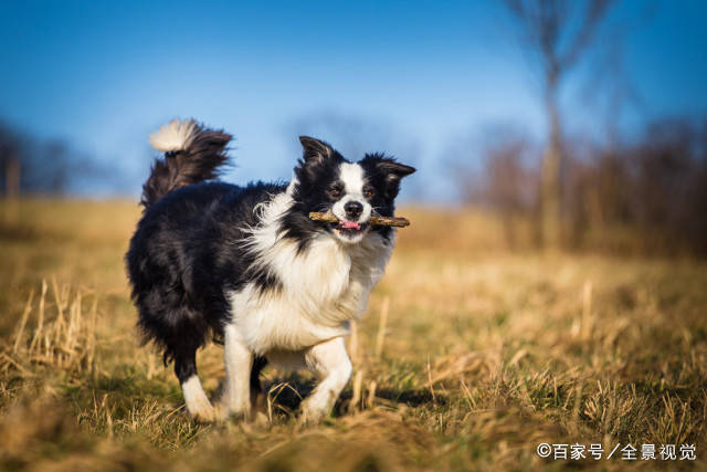 都说边境牧羊犬难养，却不知道它还有这些“好处”！