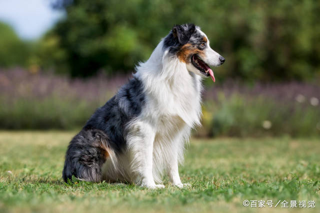 都说边境牧羊犬难养，却不知道它还有这些“好处”！