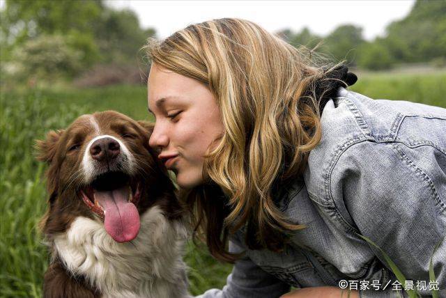 都说边境牧羊犬难养，却不知道它还有这些“好处”！