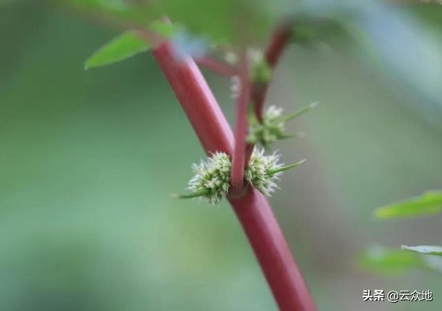 刺苋是外来入侵物种，是杂草也是野菜，嫩叶可食，根茎能煲汤