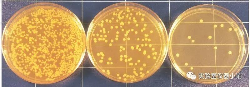 食品中菌落总数检测那点事，你都搞明白了吗？