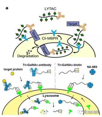 比PROTAC应用更广泛的溶酶体降解技术的发展和挑战