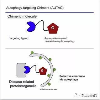 比PROTAC应用更广泛的溶酶体降解技术的发展和挑战
