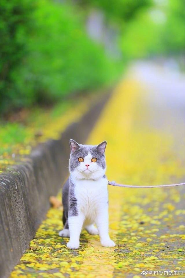 这背景配上一只猫后太美了，出来溜猫同样可以很拉风！