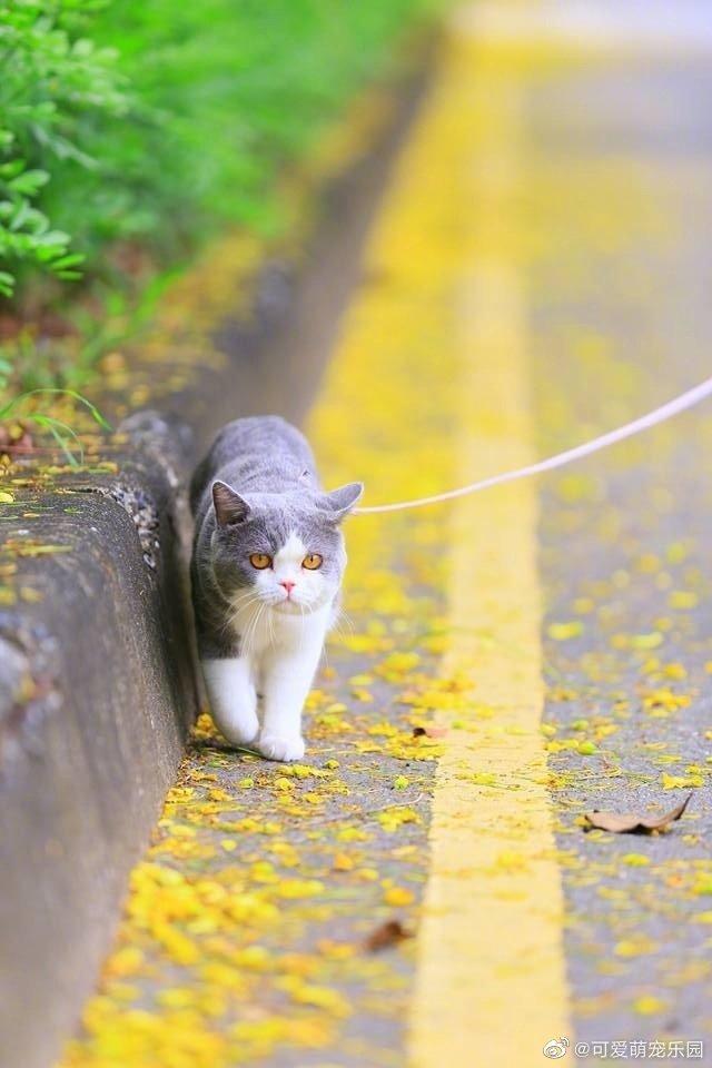 这背景配上一只猫后太美了，出来溜猫同样可以很拉风！