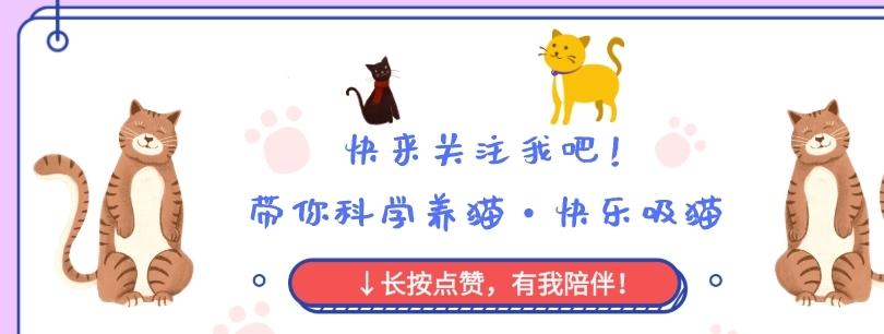 “铲屎的！你实话跟我讲，你是不是外面有猫了……”