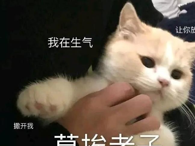 “铲屎的！你实话跟我讲，你是不是外面有猫了……”