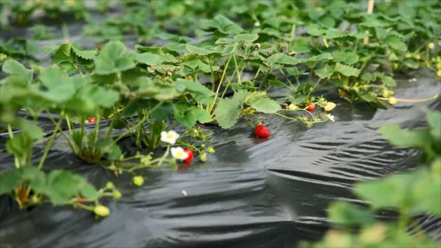 给草莓穿上“小棉袄”，智慧科技助力农户防范寒潮