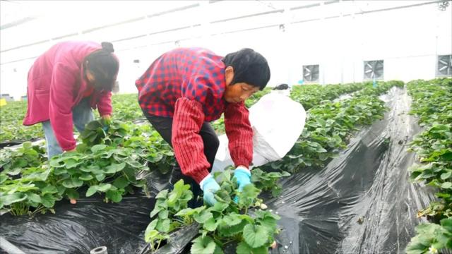 给草莓穿上“小棉袄”，智慧科技助力农户防范寒潮