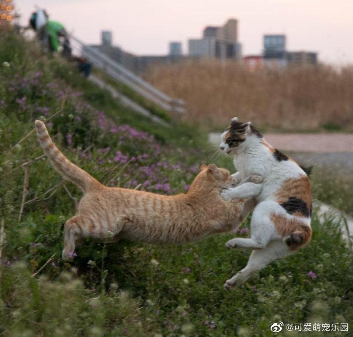 元气满满的一天从吸猫开始，它们也很喜欢户外活动哦！