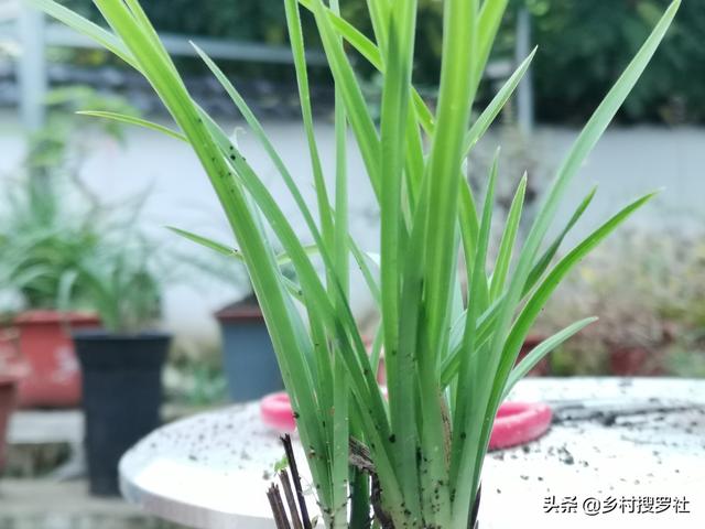 养兰花最怕腐苗，有没有腐苗克星呢？兰友：这样操作就不会有腐苗