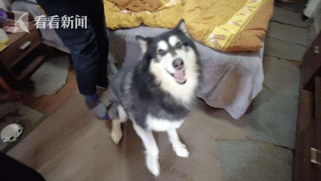 租客两只宠物犬狂吠引发投诉 一查狗证竟过期！