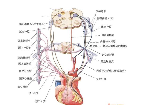 有朋友咨询：确诊心肌梗死后，还能活多久？