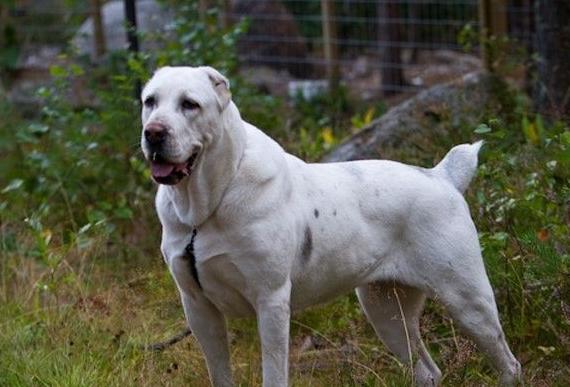 来自俄罗斯的神秘猛犬，德牧与高加索犬杂交而成，人称高原悍将