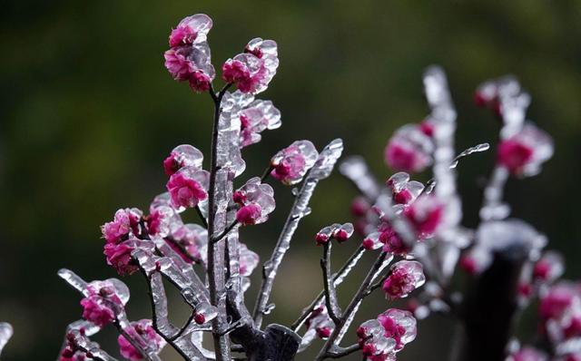 冬天下雪了，雪水可以用来浇花吗？教你正确浇花小技巧