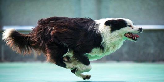 为什么边牧不能做警犬，即使它的智商很高，也会被淘汰