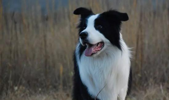 为什么边牧不能做警犬，即使它的智商很高，也会被淘汰