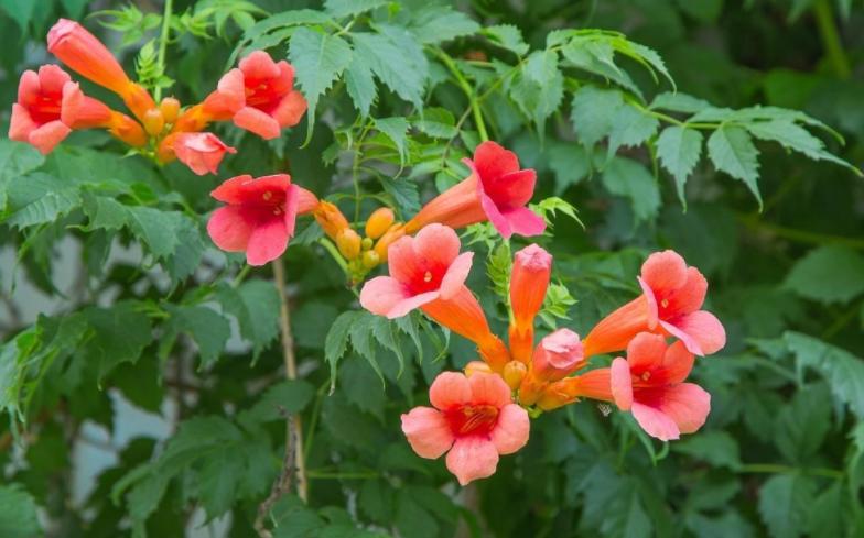 该怎么养好凌霄花？掌握3个窍门，室外地栽，轻松养成一片花海