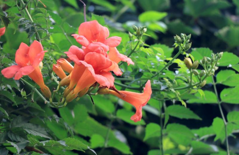 该怎么养好凌霄花？掌握3个窍门，室外地栽，轻松养成一片花海