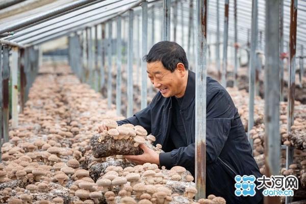 舞阳文峰乡年产鲜香菇达2万吨 “黄金菇”带富近万人