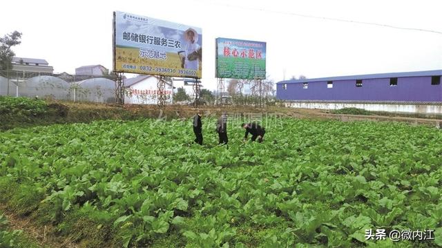 内江冬春蔬菜供应稳定，城乡居民消费有保障