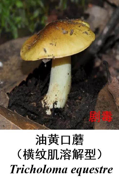 是它！夫妻2人食用后被紧急送医！恩施疾控提醒...