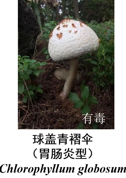 是它！夫妻2人食用后被紧急送医！恩施疾控提醒...