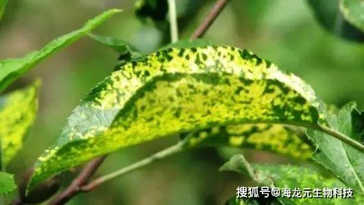 农业级壳寡糖防治苹果花叶病及增产增质效果