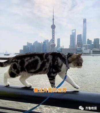 代入感超强！猫咪视角下的山东农村有多绝？千万网友跟着小猫上树又爬墙……