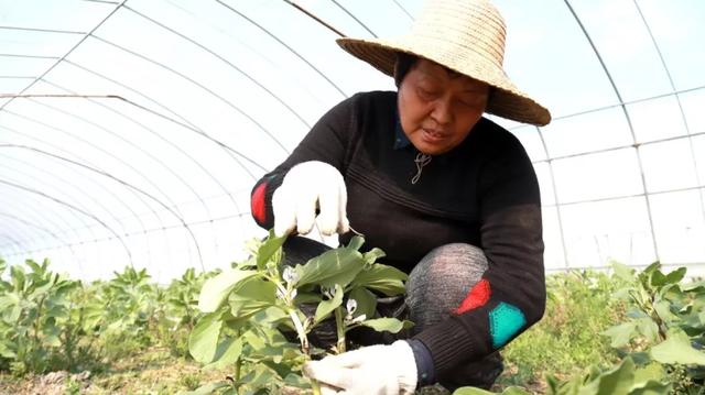 乡村振兴看如皋 | 吴窑镇：技术能人回乡显身手，“金豆子”鼓起“钱袋子”！