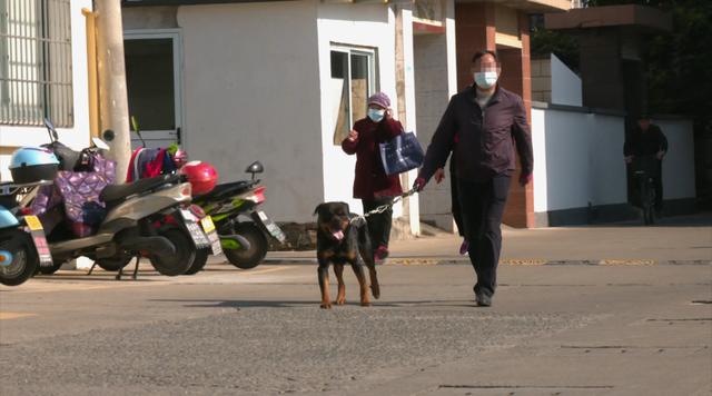 舟山街头一烈性犬伤人！被动物抓咬后如何处理？