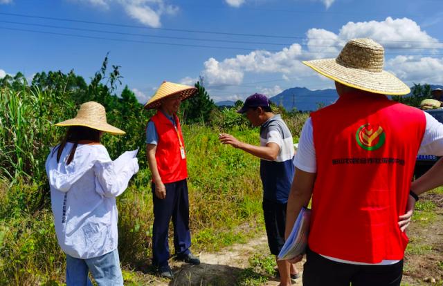 山区13万亩地实现生产托管，上万农户衔接现代农业｜广东生产托管进行时③