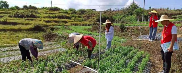 山区13万亩地实现生产托管，上万农户衔接现代农业｜广东生产托管进行时③