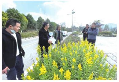 绵阳灭除“加拿大一枝黄花”