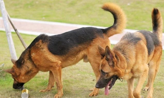 警界常见的五种警犬，有勇有谋，个个都是猛将