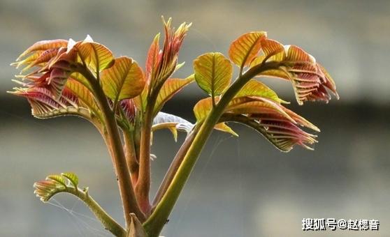 农村不吃的一种美食，到城里却成稀罕物，老板常常卖到断货