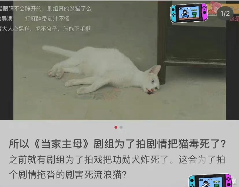 为拍戏毒死一只流浪猫？导演于正被谴责，剧组回应但毫无说服力