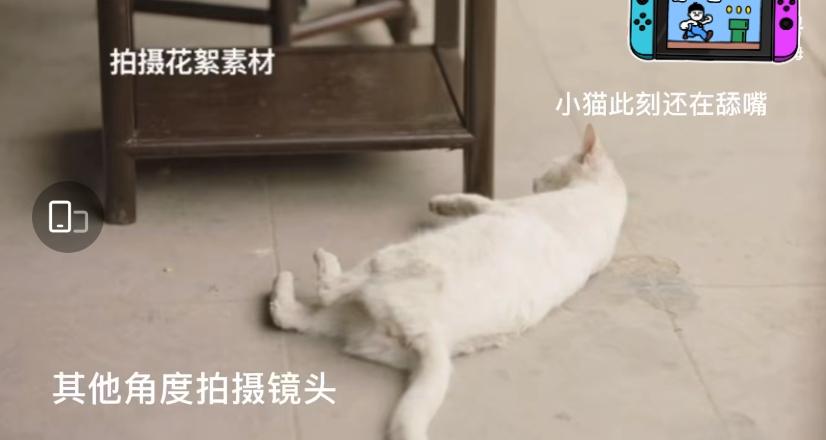 为拍戏毒死一只流浪猫？导演于正被谴责，剧组回应但毫无说服力