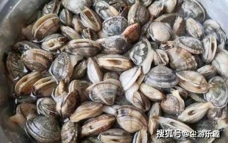 这种海鲜才卖6块钱一斤，和开春的韭菜炒，鲜美多汁营养高！