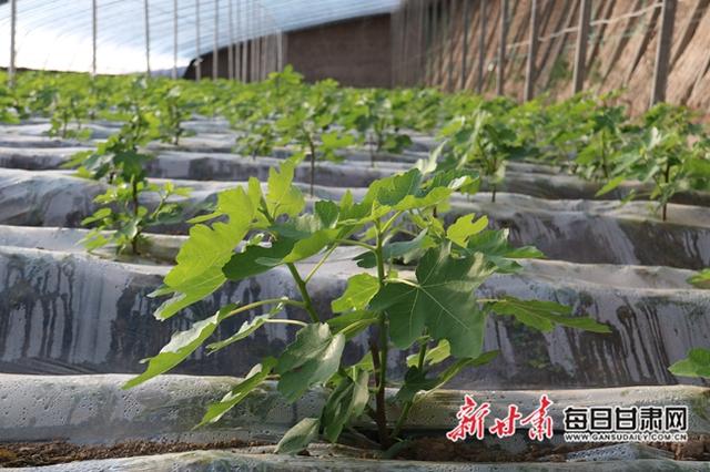 瞧！这里的无花果发芽啦