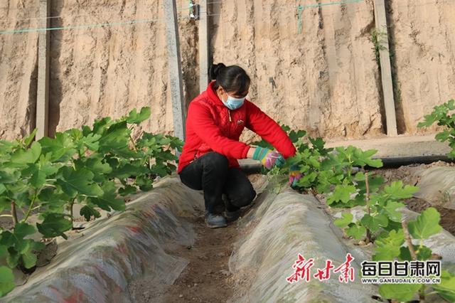 瞧！这里的无花果发芽啦