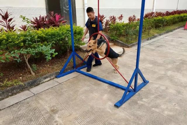 搜救犬的训练日常！一起走近他（它）们